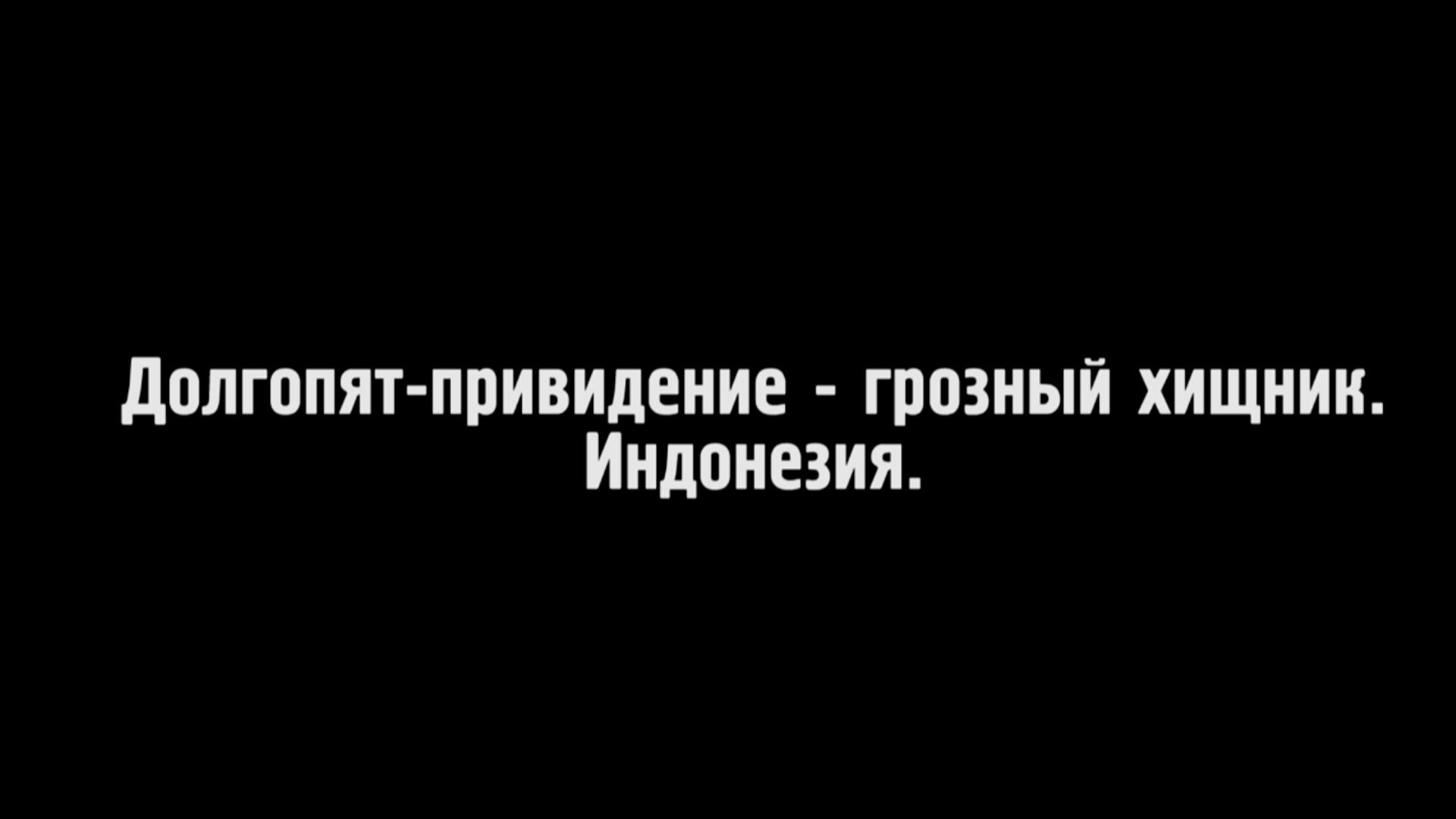 Долгопят-привидение - грозный хищник