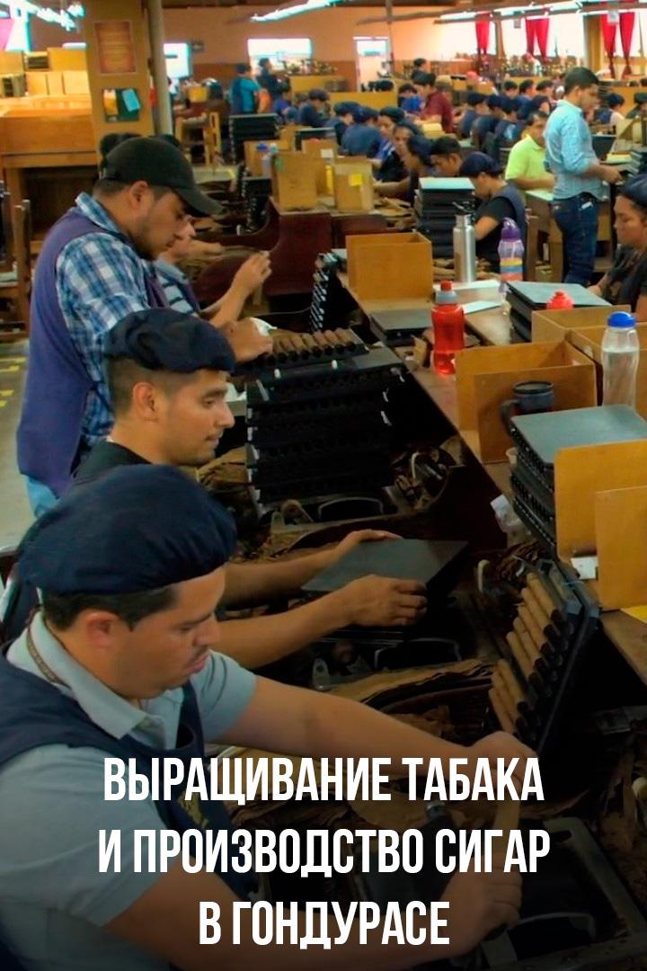 Выращивание табака и производство сигар