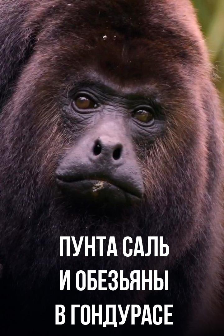 Пунта Саль и обезьяны