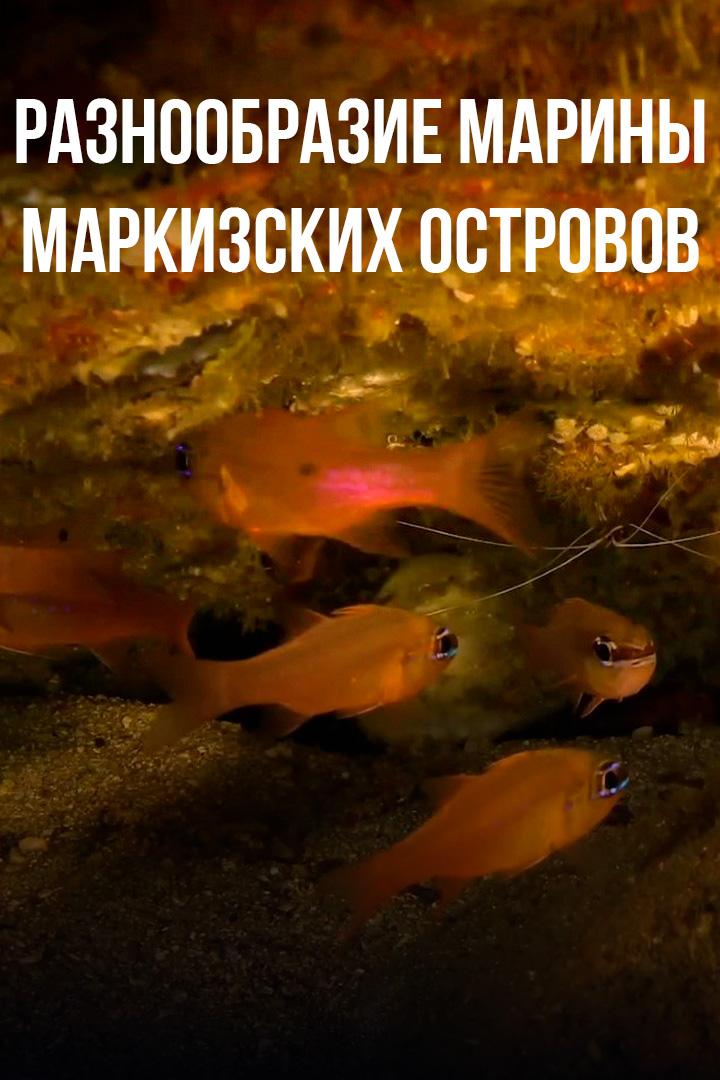 Разнообразие марины Маркизских островов
