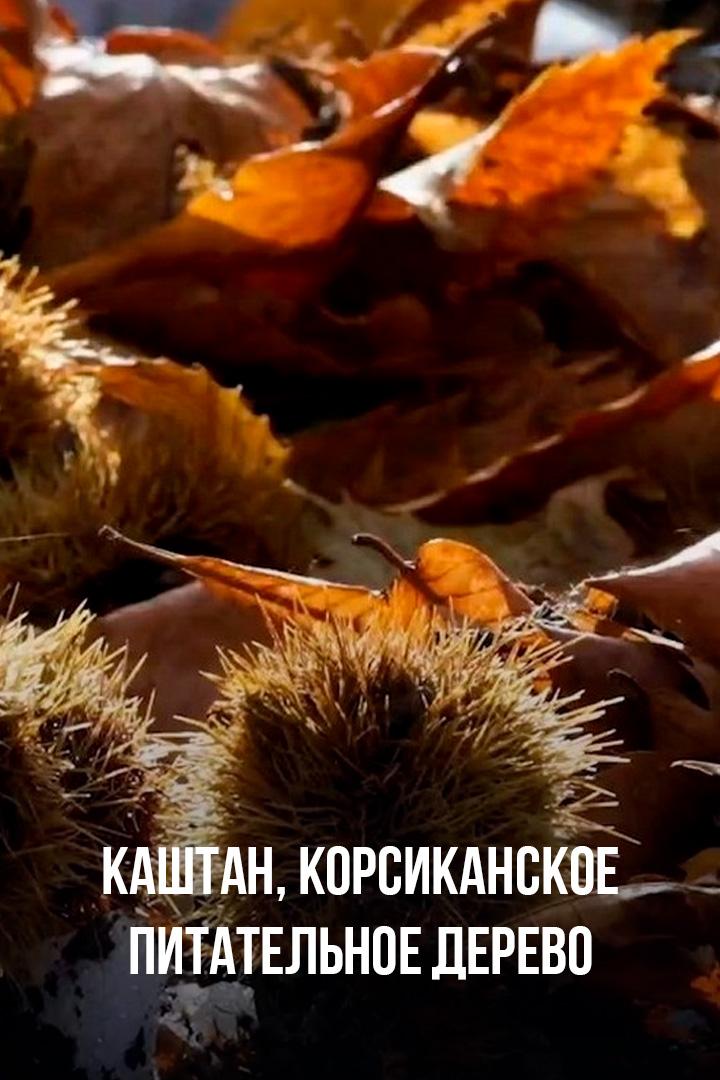 Каштан, корсиканское питательное дерево