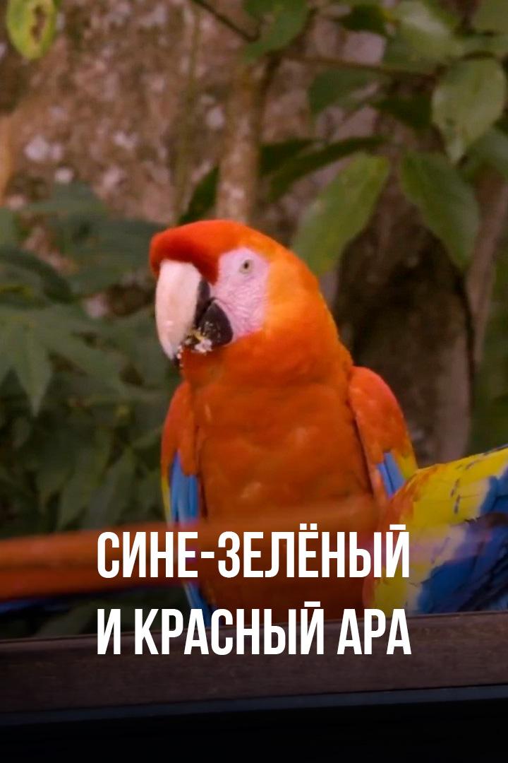 Сине-зелёный и красный ара