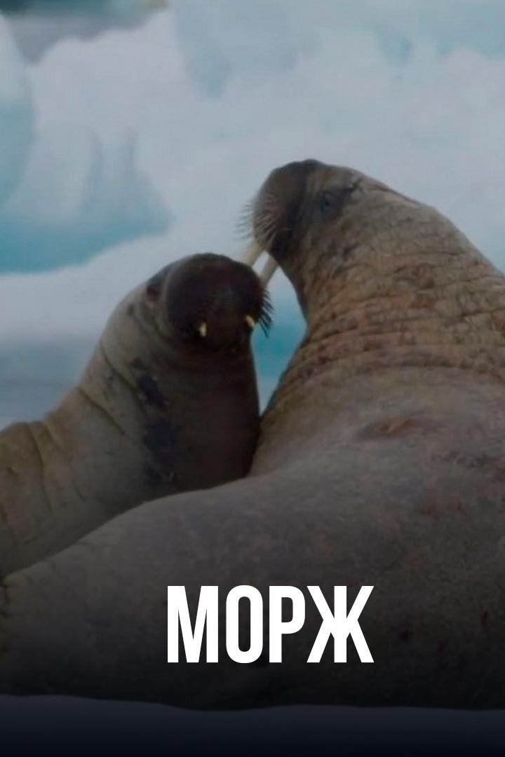 Морж