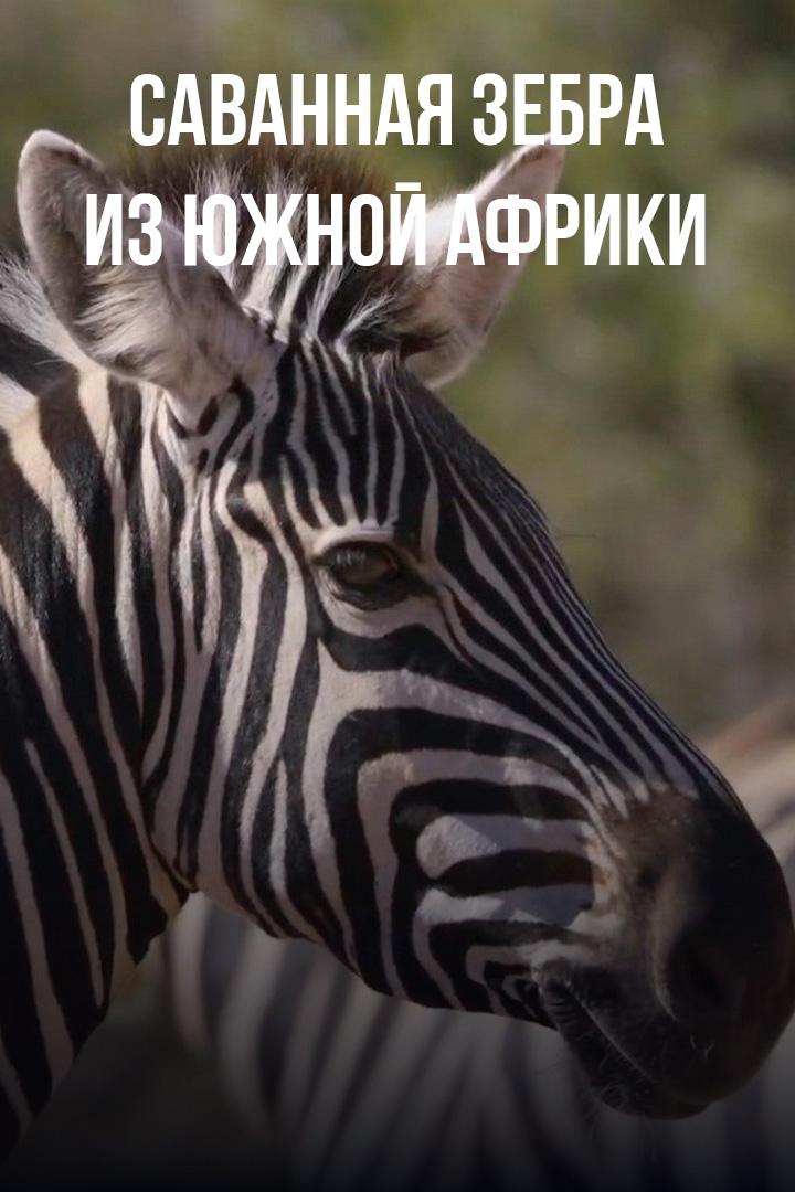 Саванная зебра