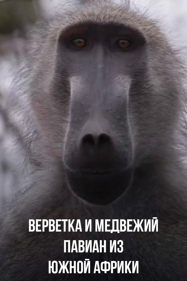 Верветка и медвежий павиан