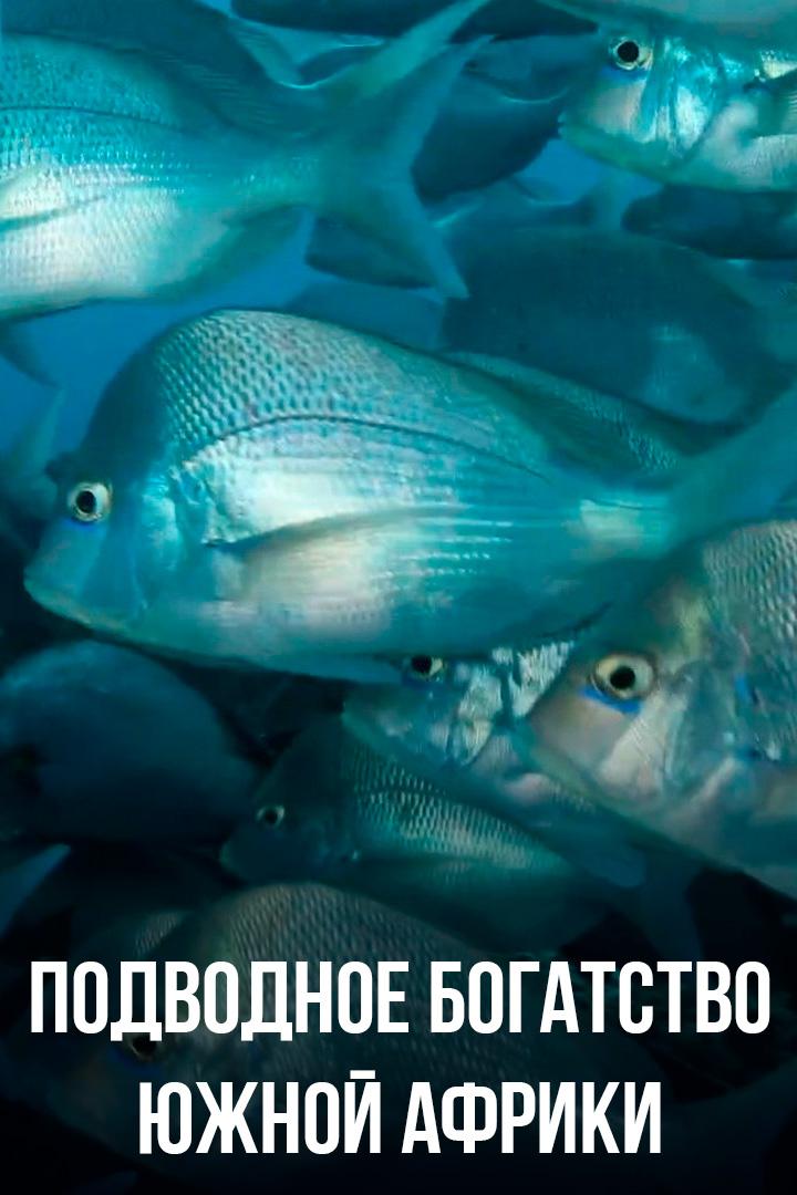 Подводное богатство Южной Африки