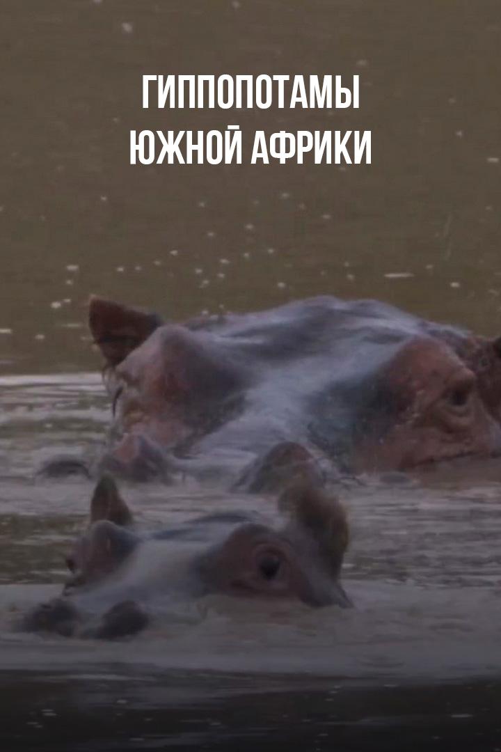 Гиппопотамы