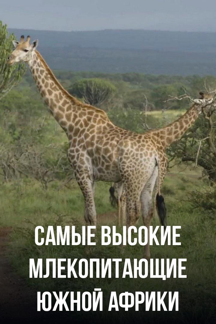 Самые высокие млекопитающие