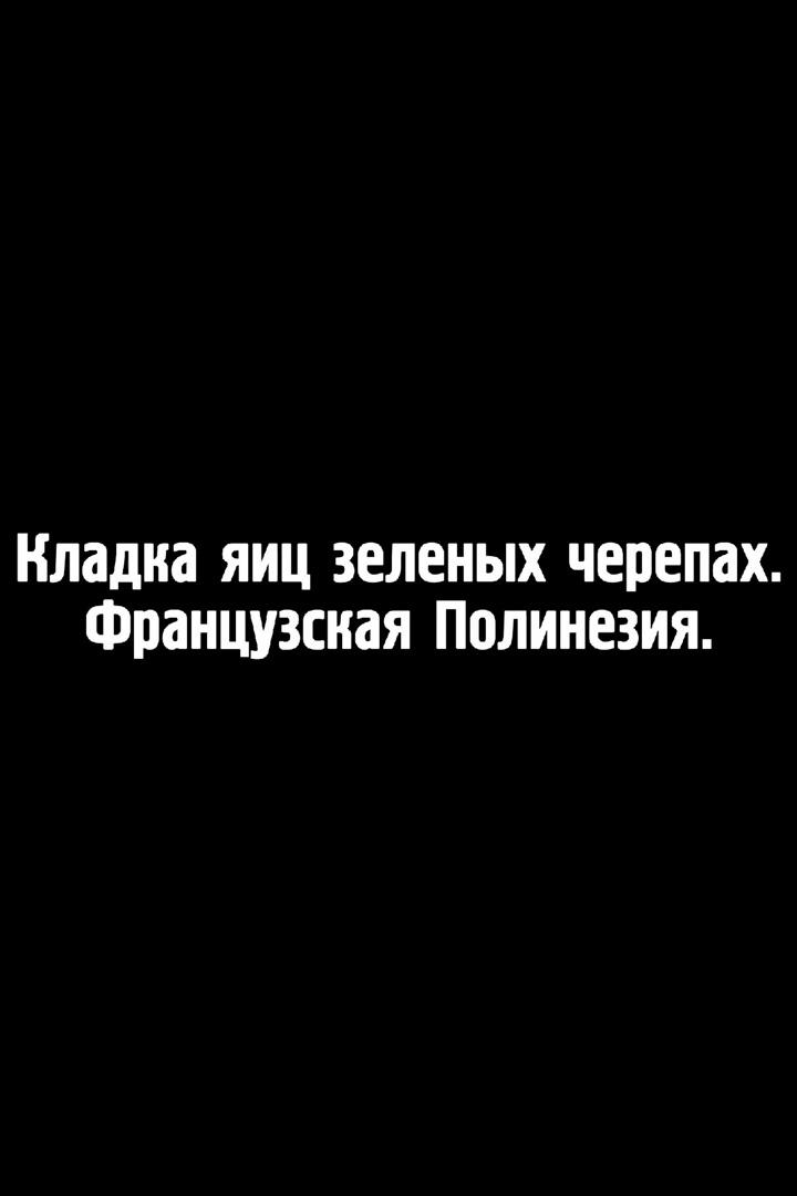 Кладка яиц зелёных черепах