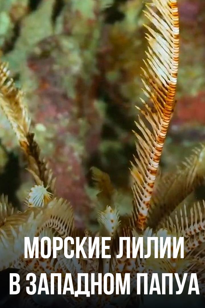 Морские лилии