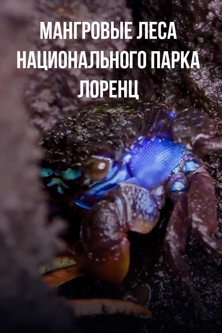 Мангровые леса Национального парка Лоренц