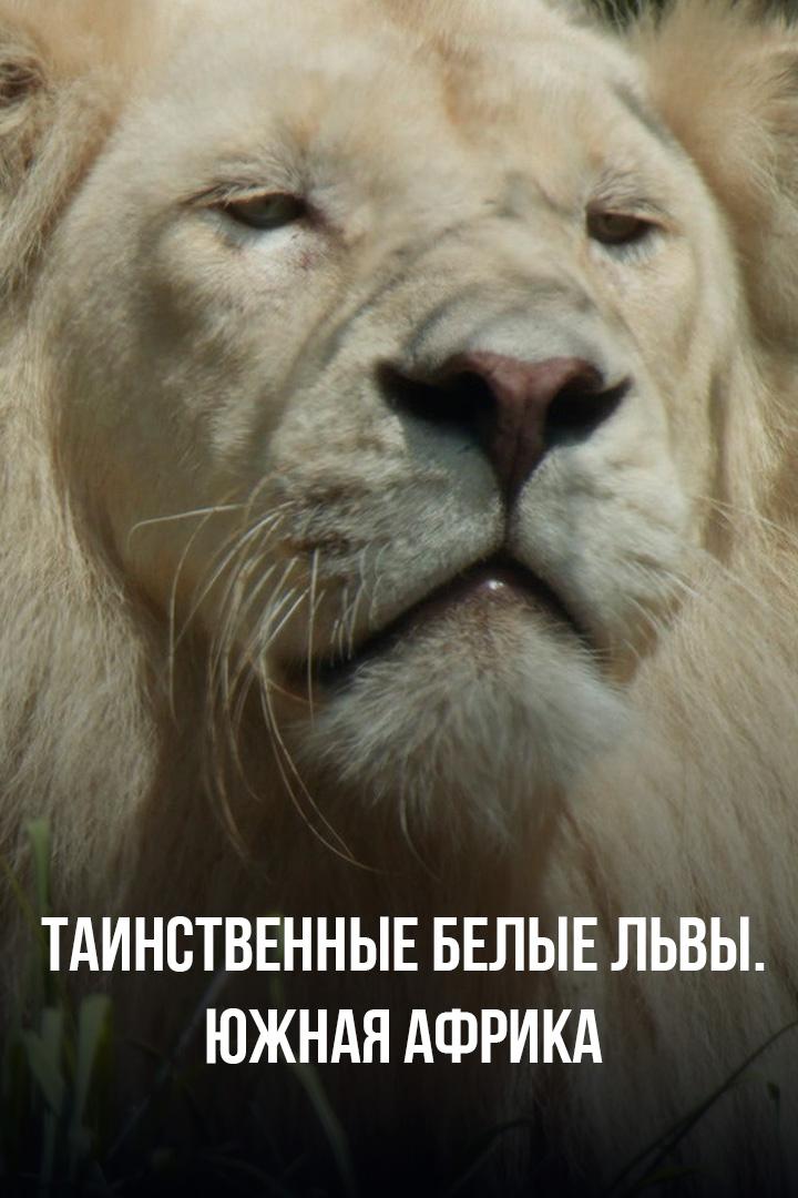 Таинственные белые львы