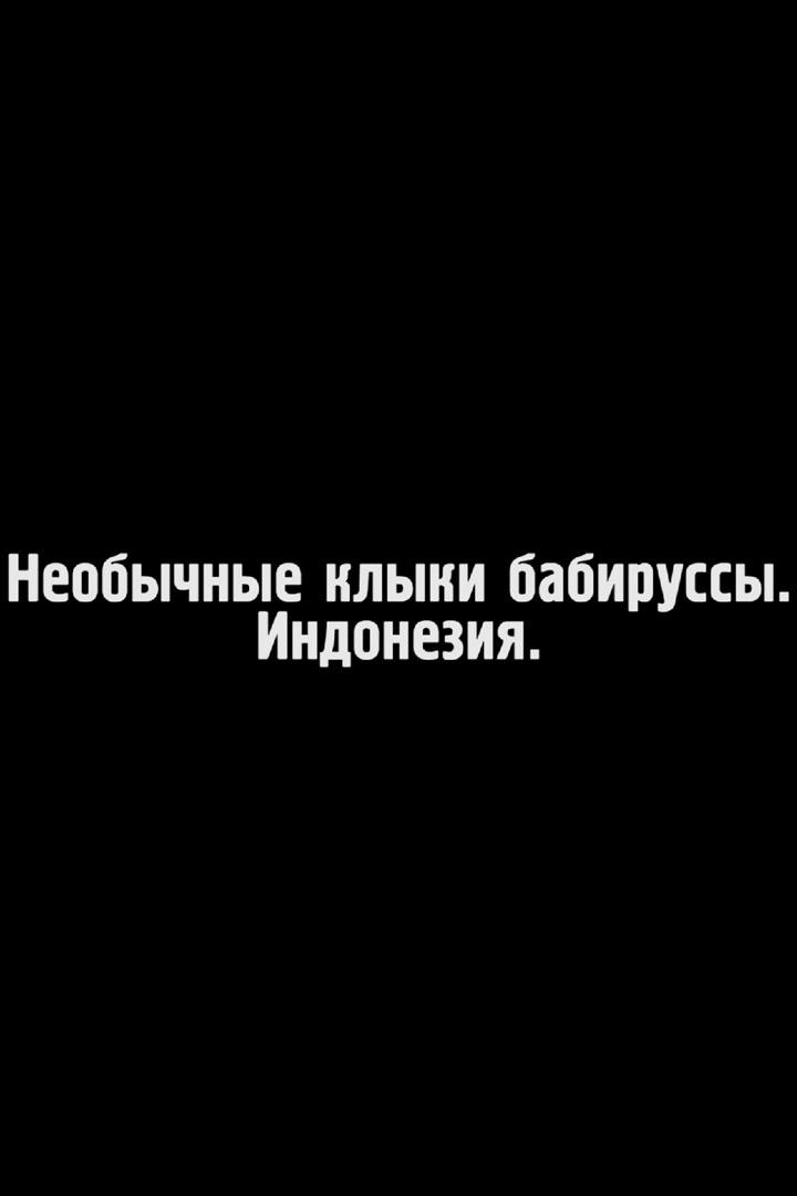 Необычные клыки бабируссы