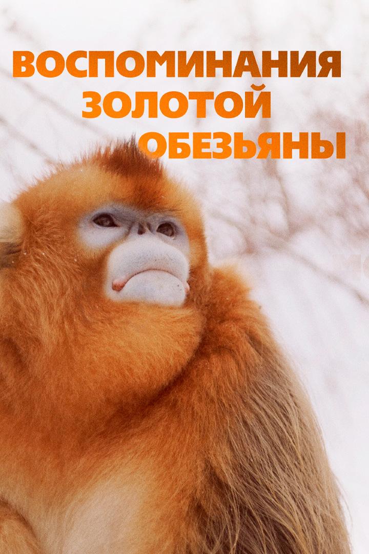 Воспоминания золотой обезьяны