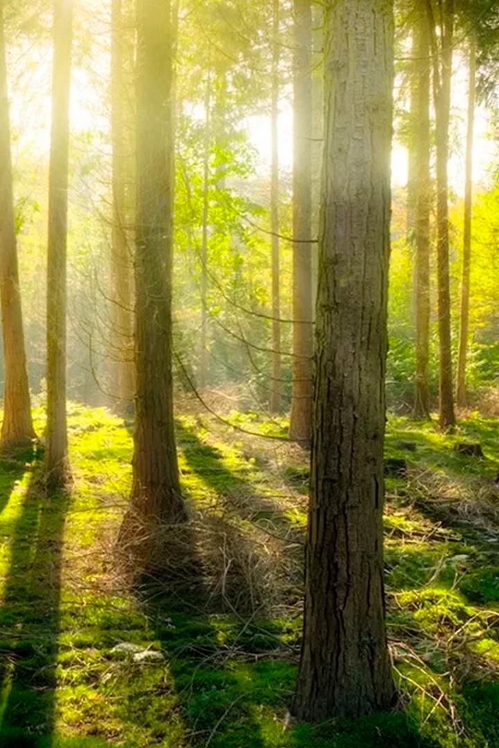 О деревьях и лесах. Невидимый мир