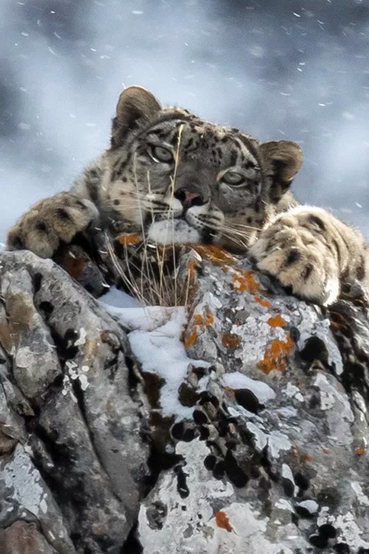 Ледяное королевство снежного леопарда