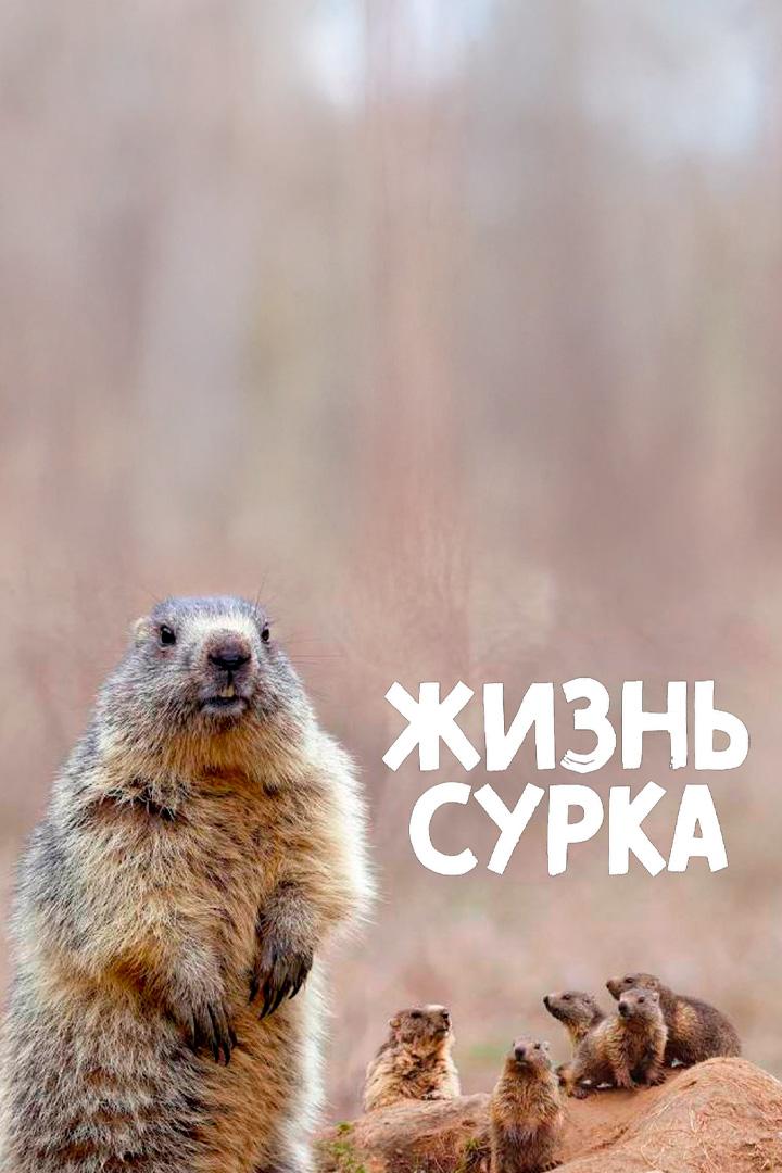 Жизнь сурка