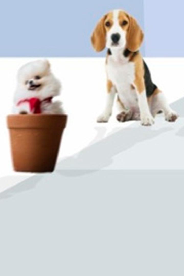 Дай лапу