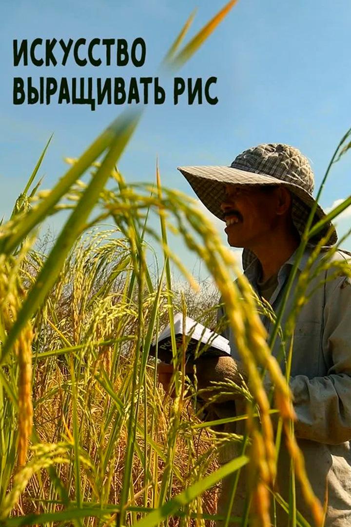 Искусство выращивать рис