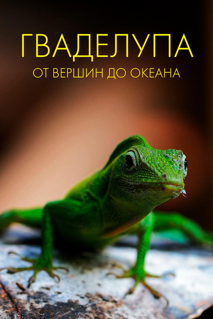 Гваделупа: от горных вершин до глубин океана