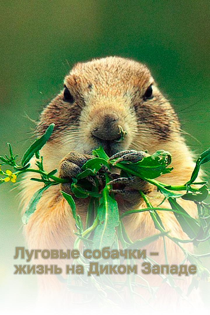 Луговые собачки - жизнь на Диком Западе