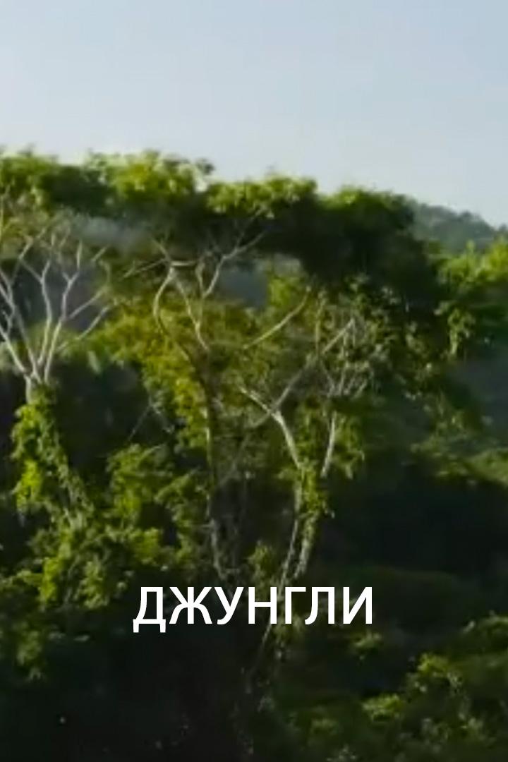 Джунгли