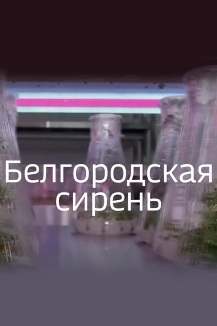 Белгородская сирень