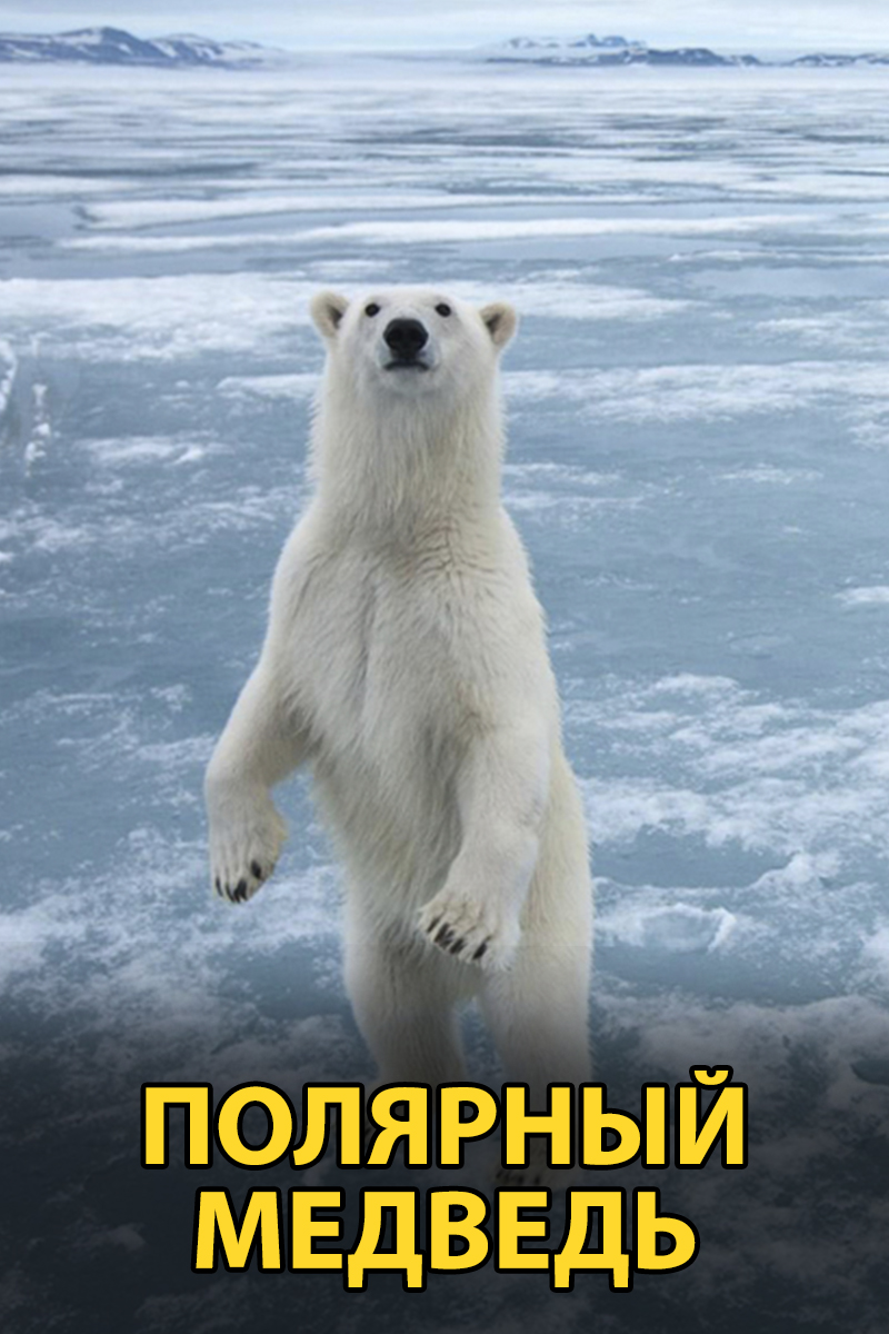Полярный медведь